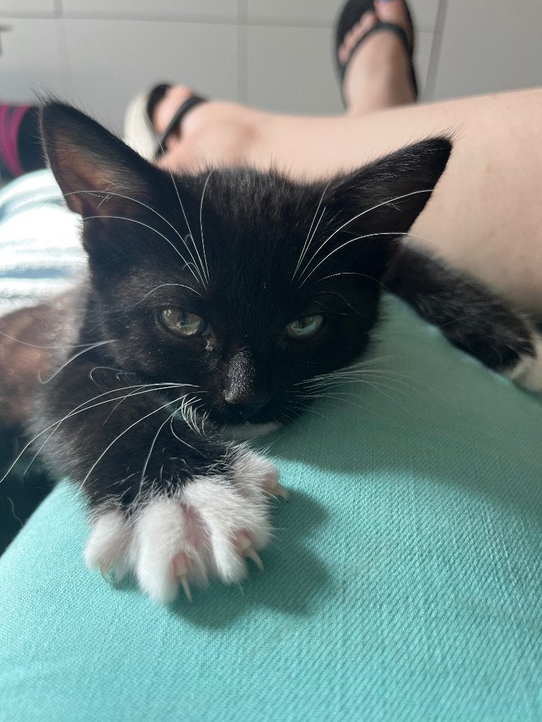 Zwarte wit poesje kitten aangeboden, Dieren en Toebehoren, Katten en Kittens | Overige Katten, Meerdere dieren, Kortharig, 0 tot 2 jaar