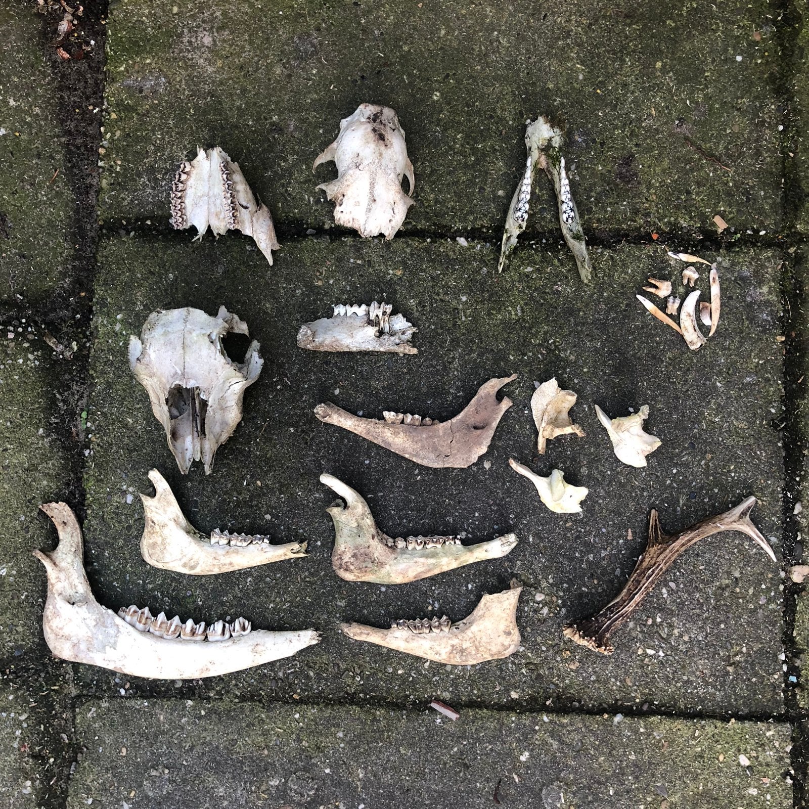 Verzameling schedels botten en tanden, Verzamelen, Ophalen of Verzenden, Zo goed als nieuw, Hert, Schedel