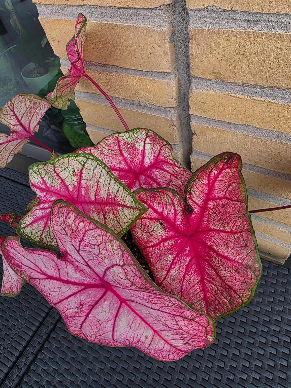 Caladium 'Fiesta' met roze bladeren, Tuin en Terras, Ophalen
