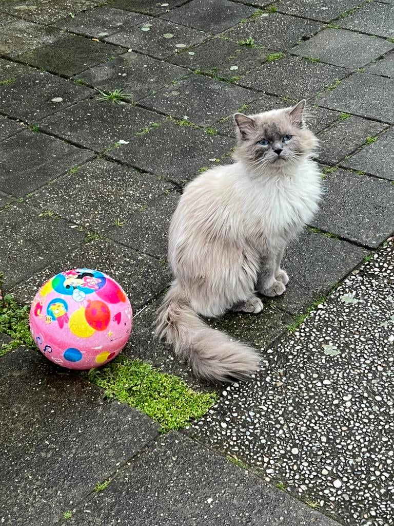 Ragdol, Dieren en Toebehoren, Katten en Kittens | Raskatten | Langhaar, Kater, Gechipt