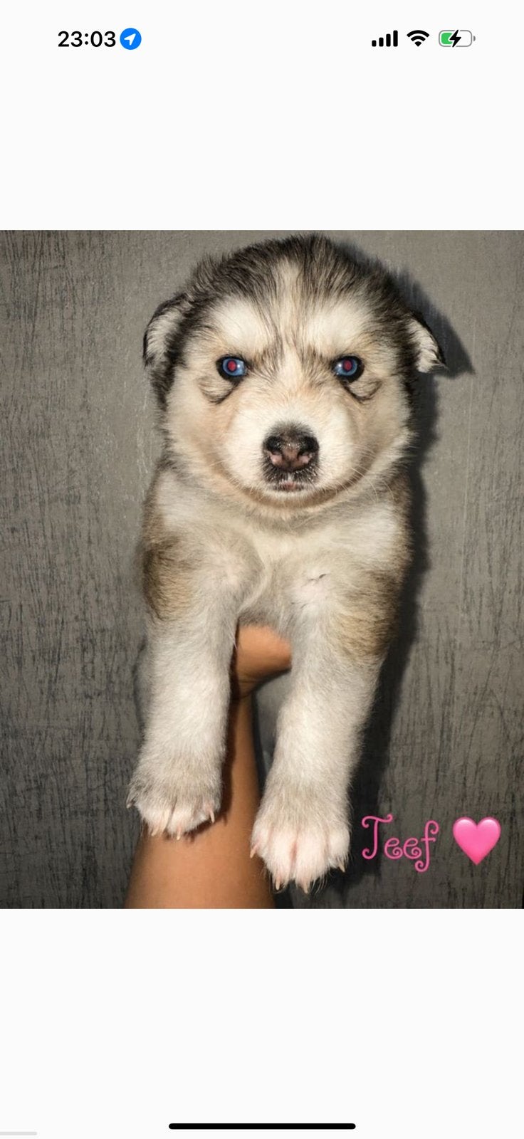 Puppy’s pomksy, Dieren en Toebehoren, Overige rassen, 8 tot 15 weken, Meerdere, Meerdere dieren