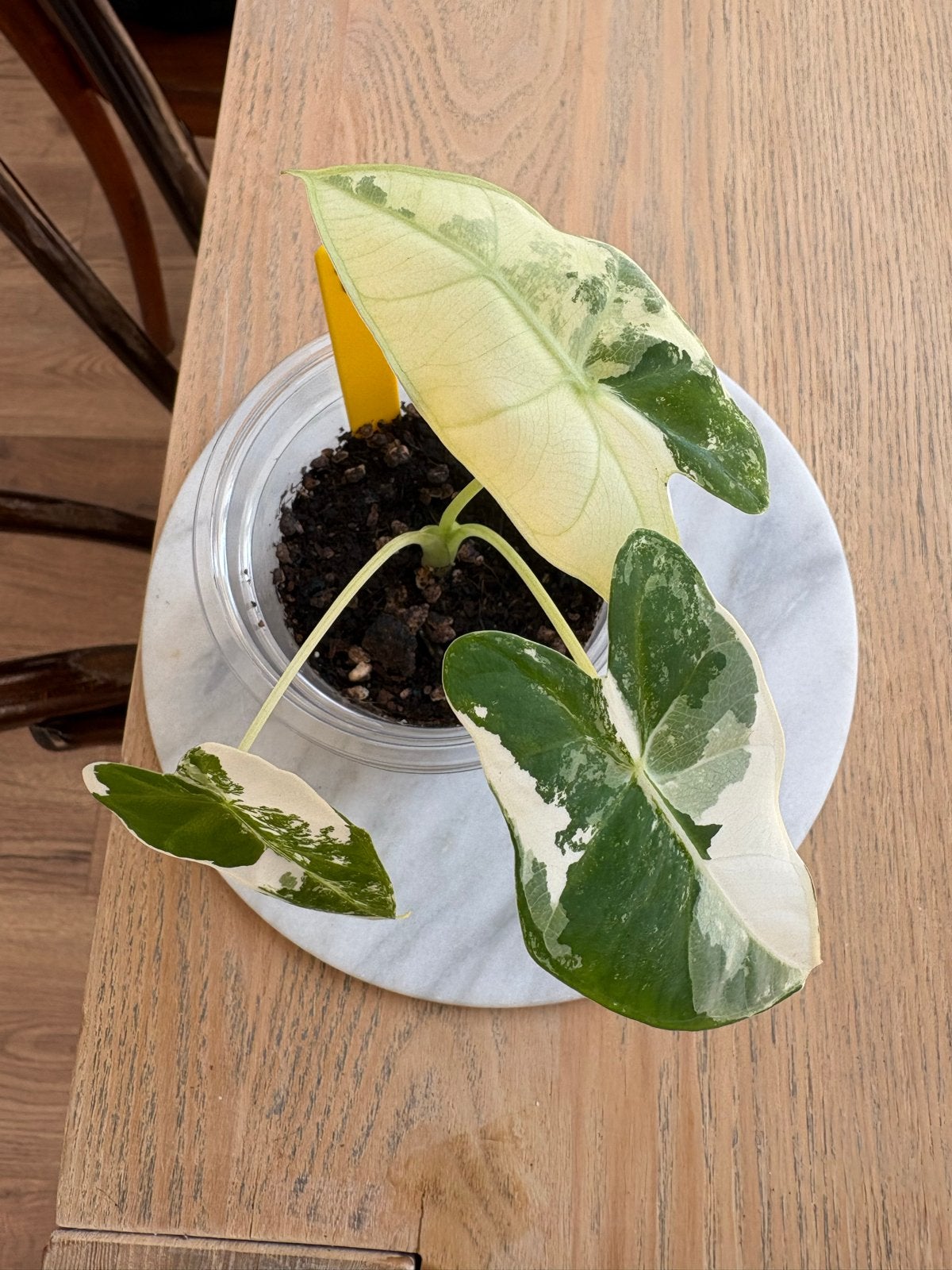 Alocasia Frydek Variegata - Zeldzame en prachtige kamerplant, Tuin en Terras, Planten | Tuinplanten, Overige soorten, Vaste plant