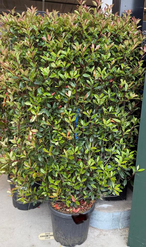 Glanzmispel (Photinia Fraseri 'Red Robin') Haagplant 2Meter, Tuin en Terras, Overige soorten, Volle zon, Vaste plant, Ophalen of Verzenden