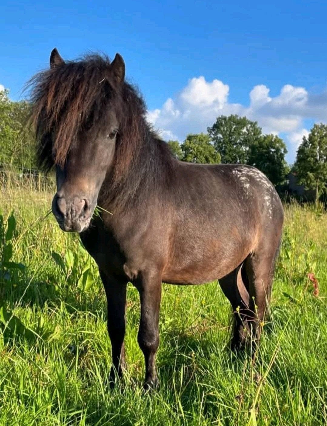 Mini hengsten te koop, Dieren en Toebehoren, Pony's, Hengst, A pony (tot 1.17m), Gechipt, 3 tot 6 jaar