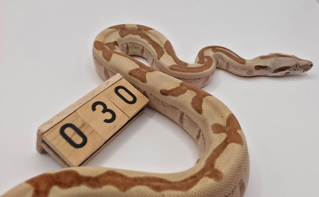 Hypo Labyrinth 66% VPI albino boa imperator, Slang, 0 tot 2 jaar