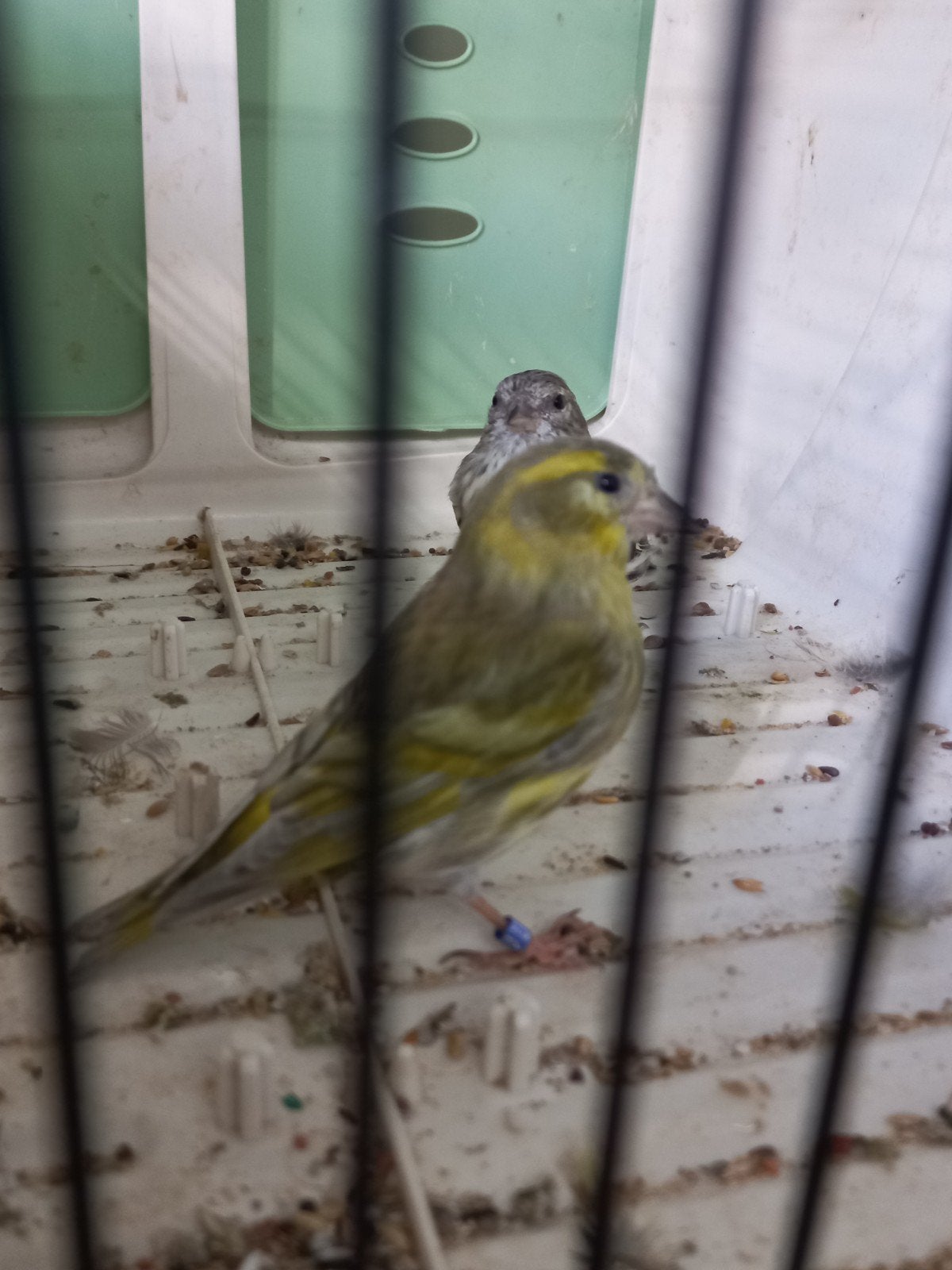 Koppel Eu sijzen Pastel spli passe-partout x Ivoor JOURE, Meerdere dieren, Wildzangvogel, Geringd