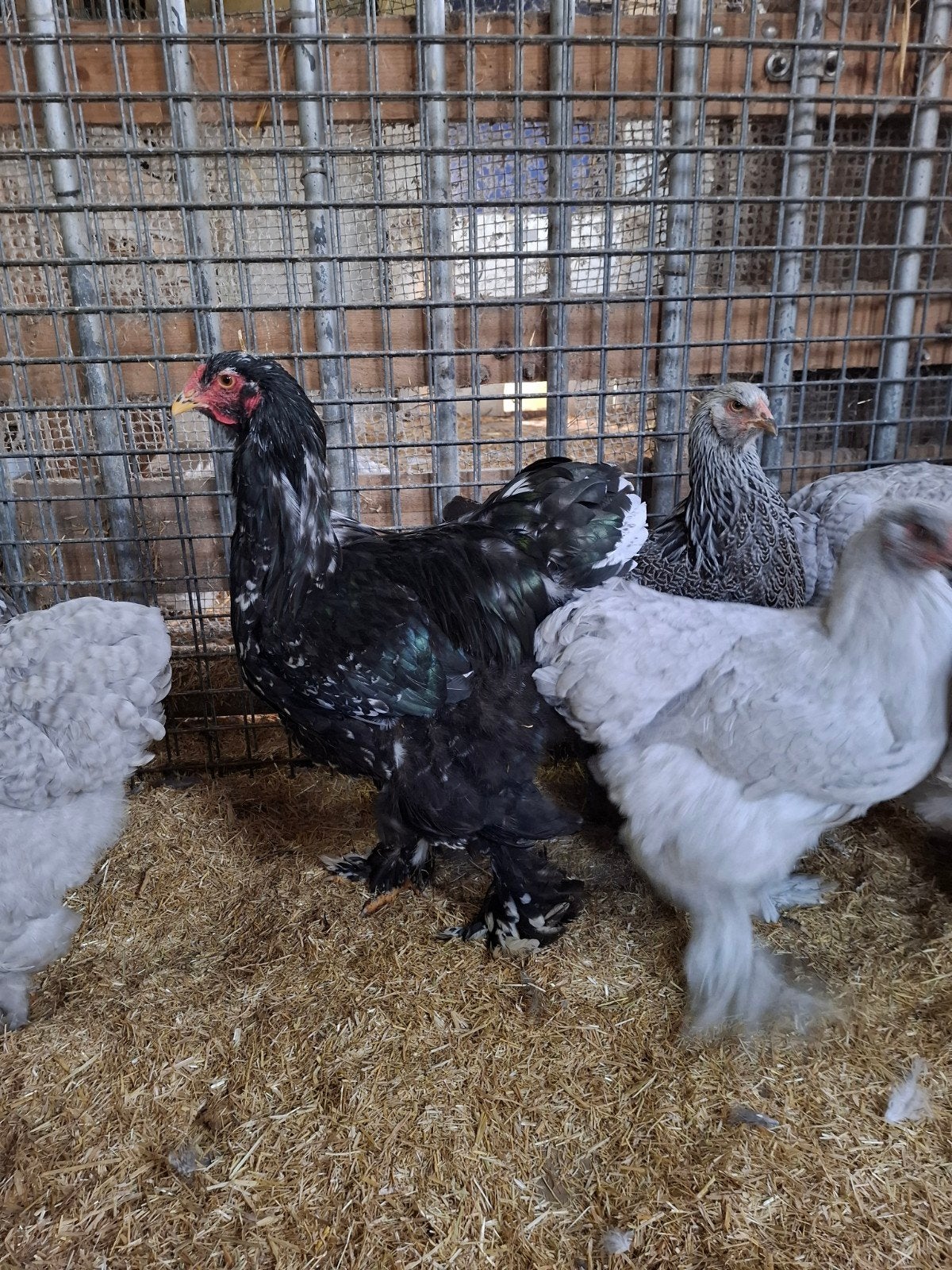 Mooie zwart wit geparelde brahma haan, Dieren en Toebehoren, Mannelijk, Kip