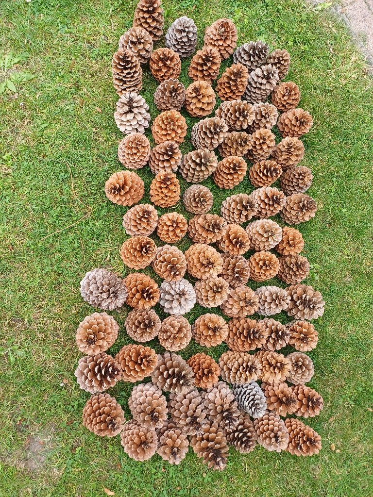 Hele grote dennenappels 15/ 16 cm, Ophalen of Verzenden, Nieuw