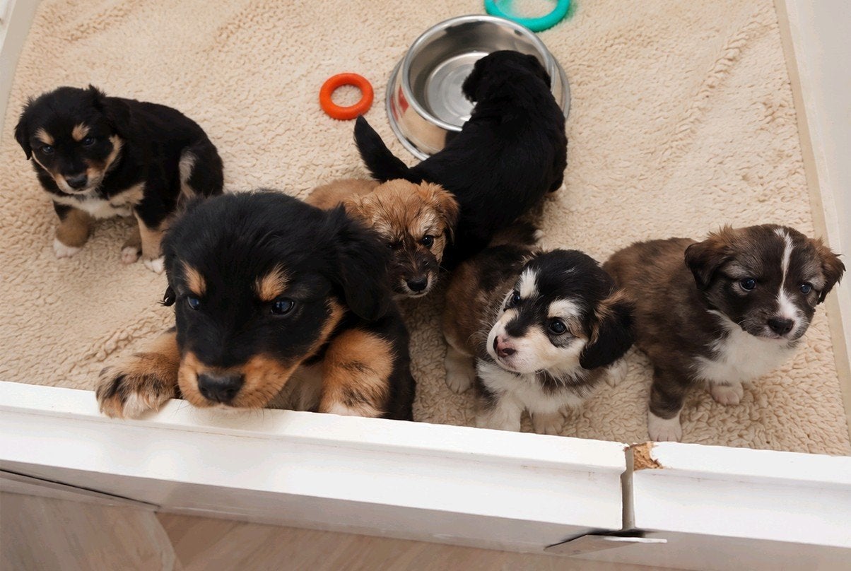 Cockapoo x Pomsky puppy’s, Dieren en Toebehoren, Honden | Niet-rashonden, 8 tot 15 weken, Parvo, Meerdere, Meerdere dieren