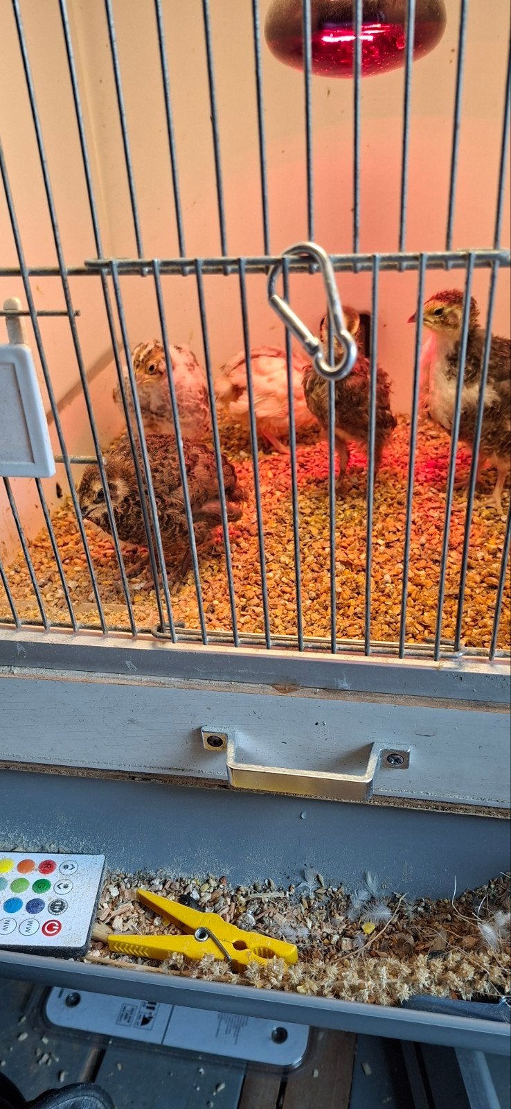 Jumbo kwartels, Geslacht onbekend, Overige soorten