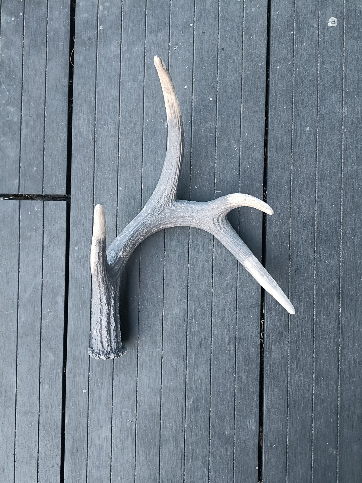 Decoratief Gewei - Natuurlijke Woondecoratie, Ophalen of Verzenden, Zo goed als nieuw, Grijs, Landelijk