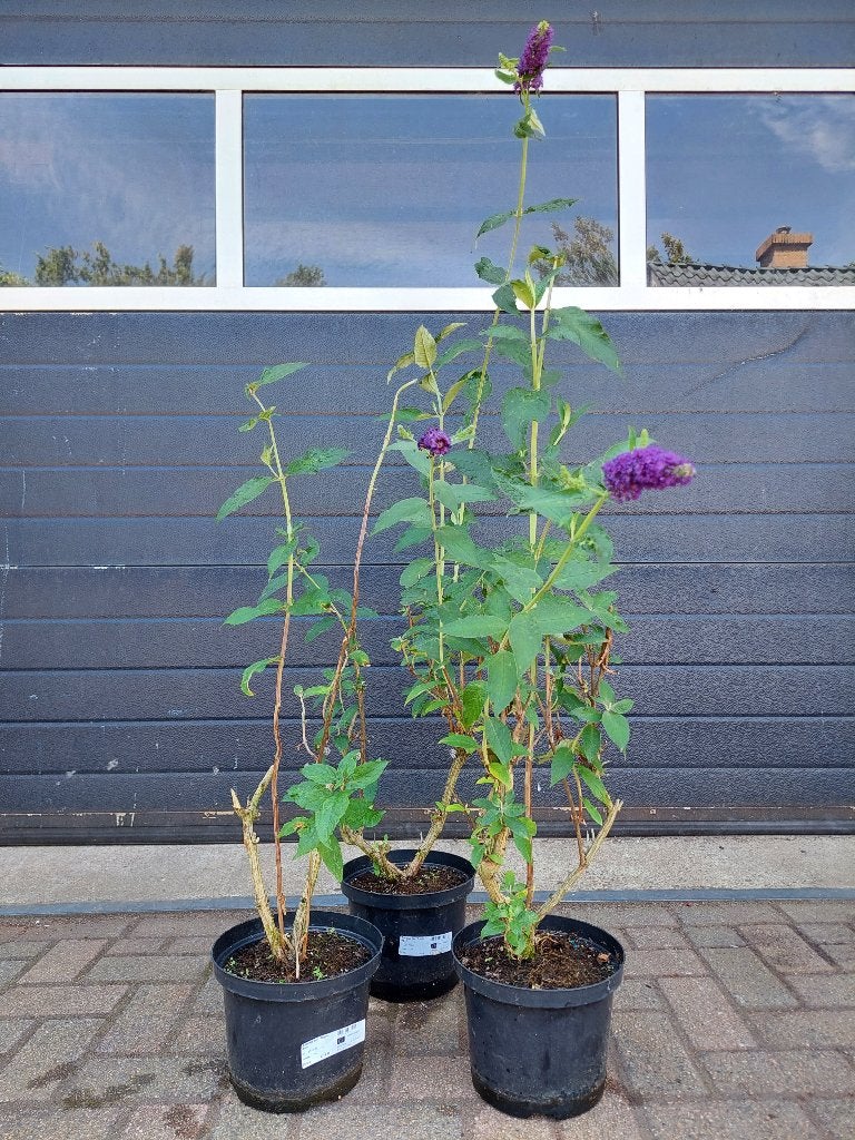 Buddleja Davidii 'Empire Blue' - Vlinderstruik H: 100-140 cm, Tuin en Terras, Planten | Struiken en Hagen, Ophalen, Vlinderstruik