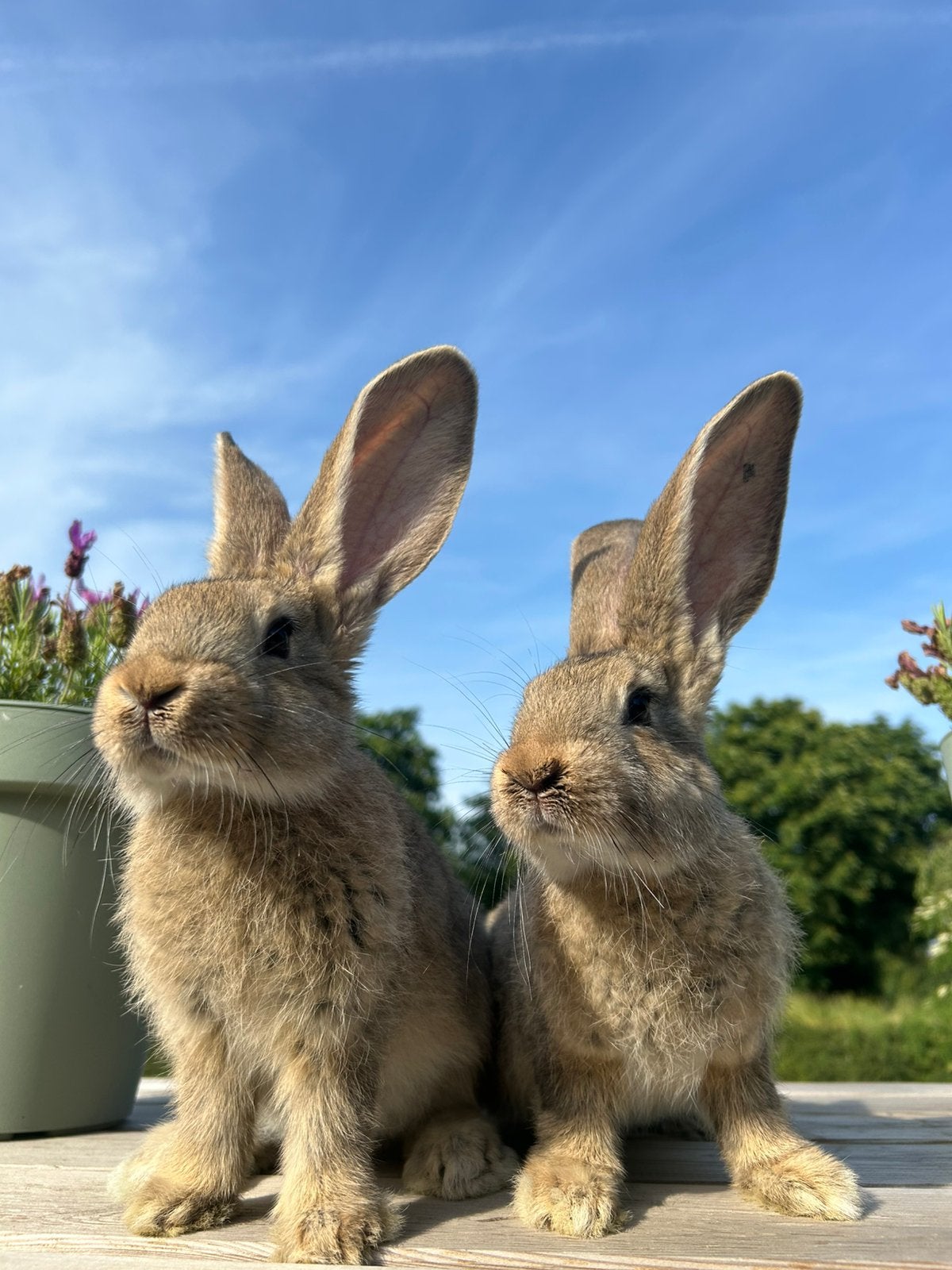 Vlaamse reus, Dieren en Toebehoren, Konijnen, Mannelijk, Groot