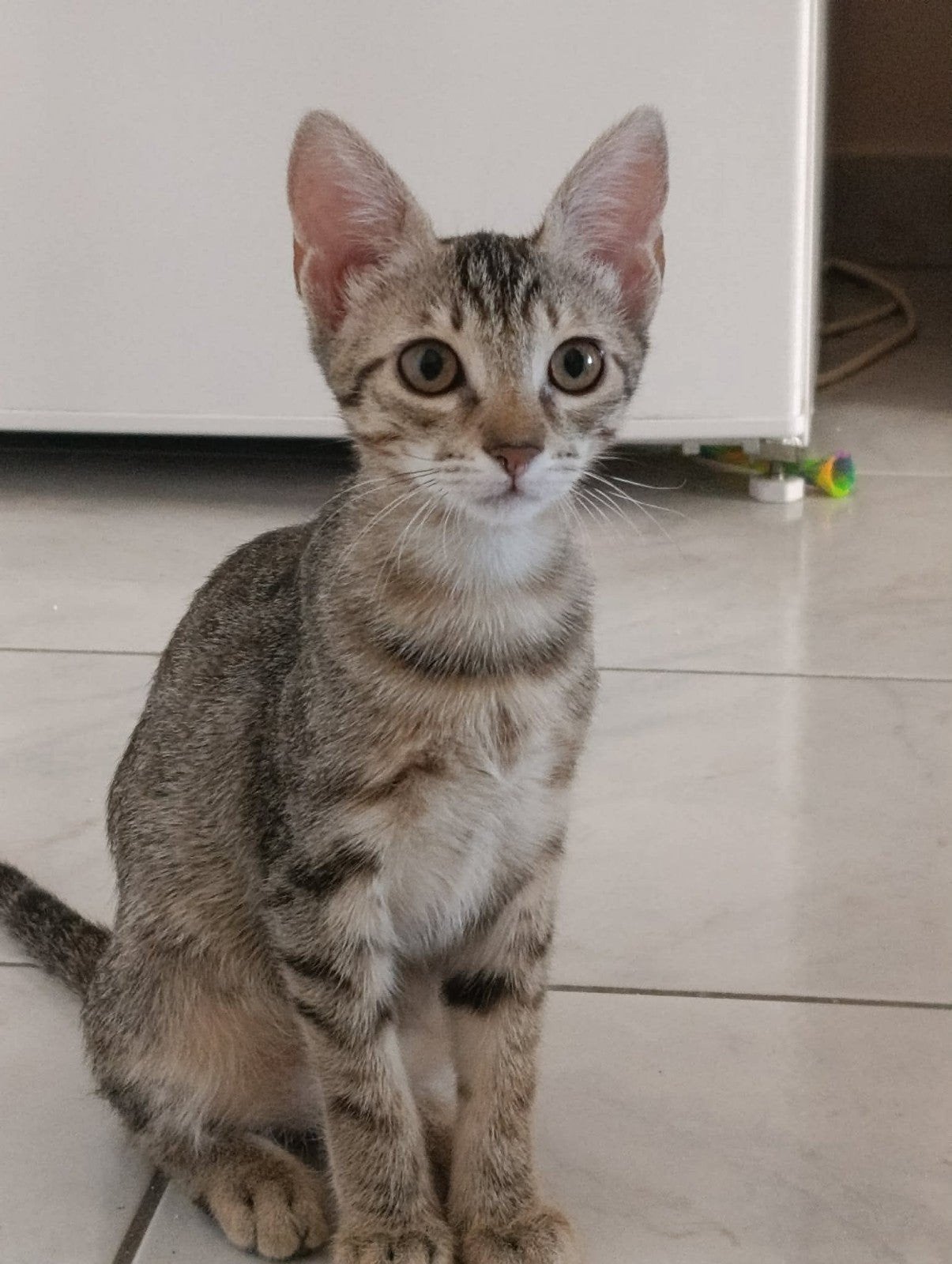 Helen zoekt een warm, liefdevol en veilig thuis, Poes, Kortharig, 0 tot 2 jaar