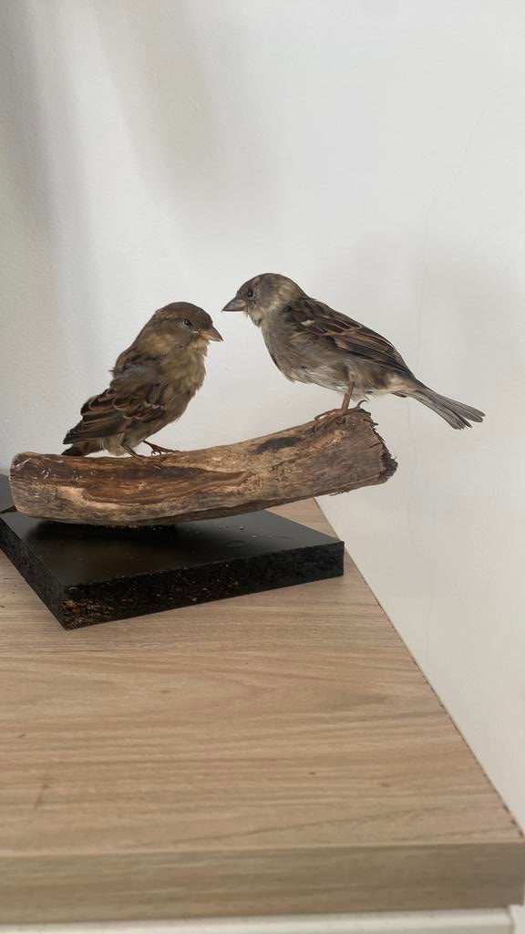 Opgezette vogel dieren, Ophalen of Verzenden, Zo goed als nieuw, Vogel, Opgezet dier