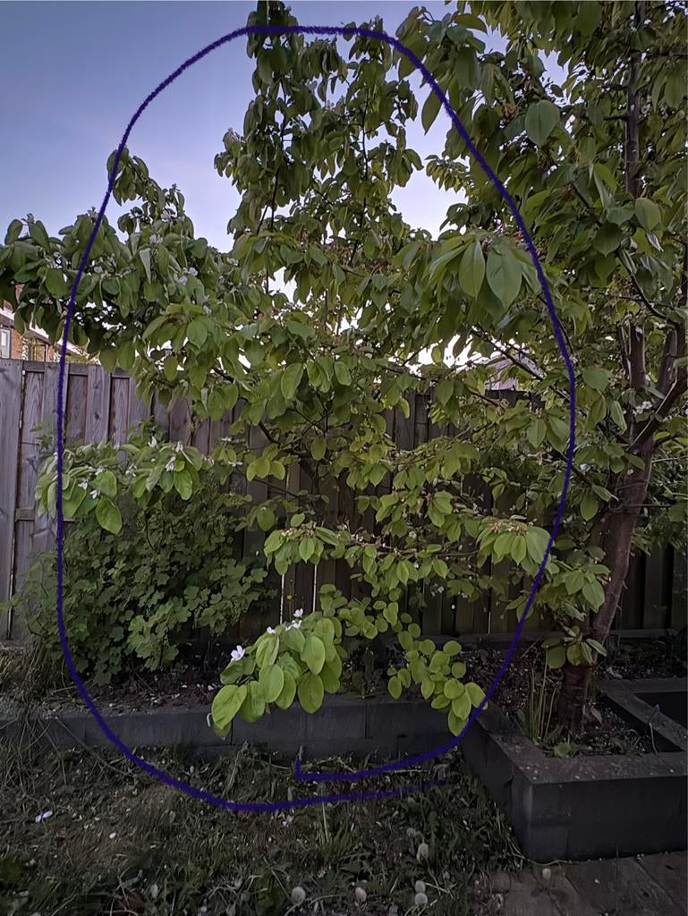 Kweepeer - Dragend, Tuin en Terras, Planten | Fruitbomen, Ophalen, Lente, Overige soorten, Volle zon
