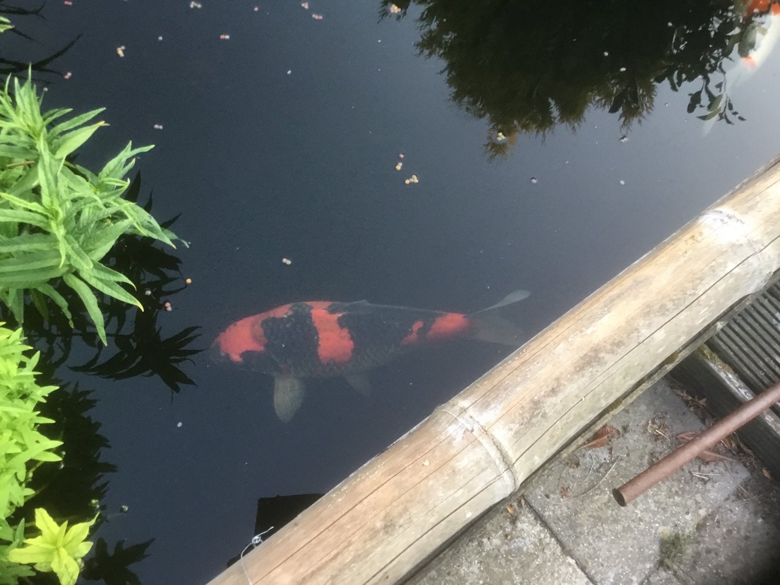 Een mooie goshiki kweker kawakami mooie koy rond 60 cm, Tuin en Terras, Vijvers, Ophalen of Verzenden, Zo goed als nieuw
