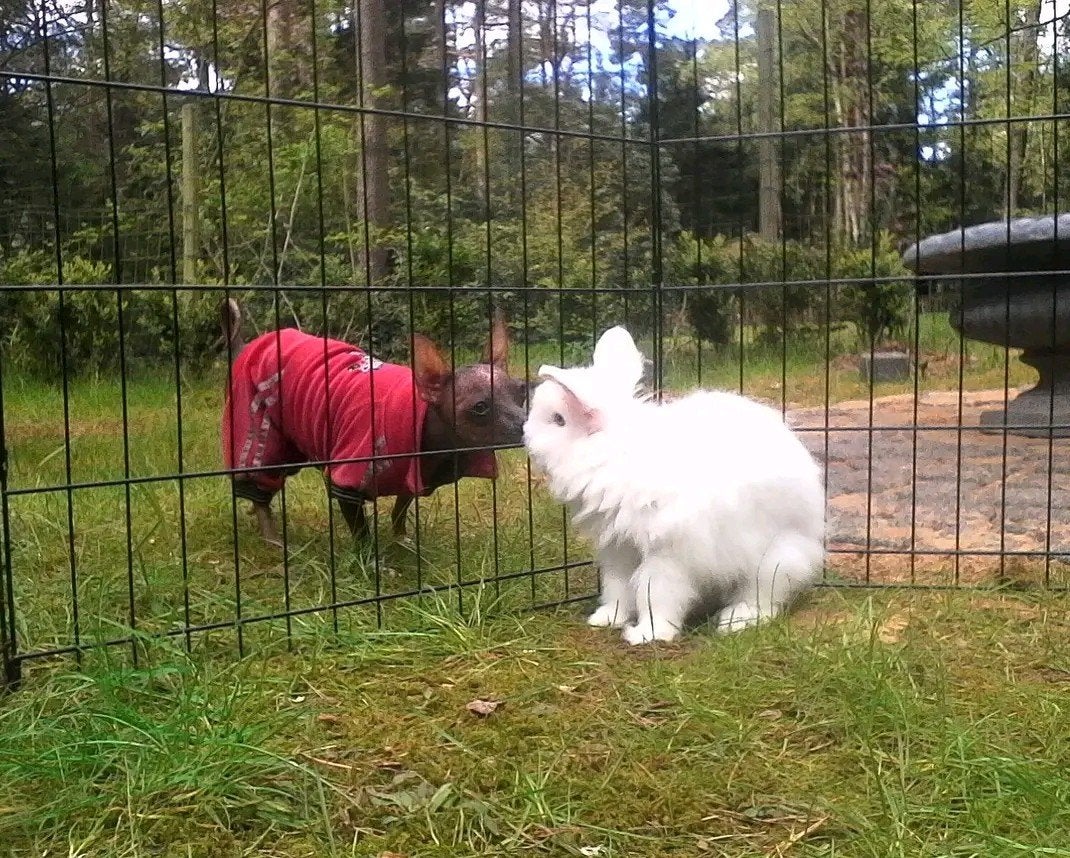Gecastreerde  teddy ram, Dieren en Toebehoren, Konijnen, Mannelijk, Dwerg