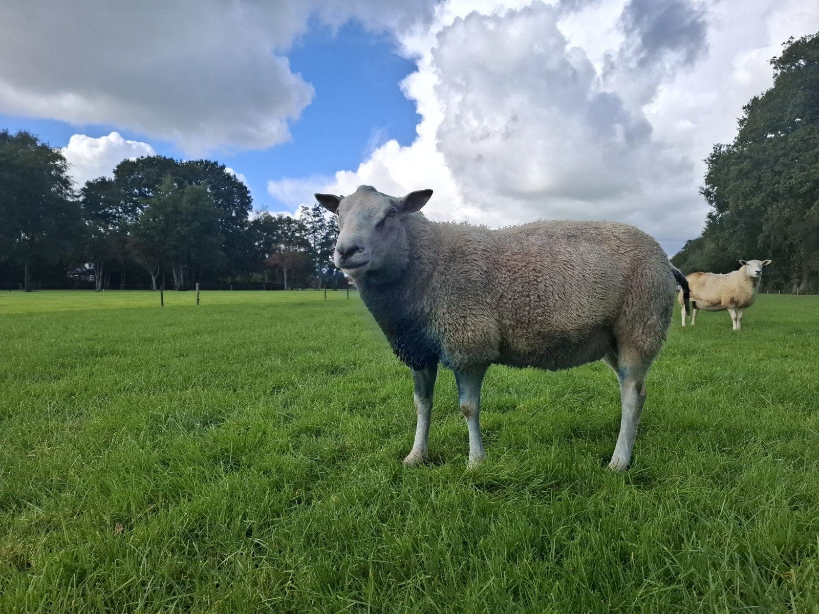 swifter dekram, Dieren en Toebehoren, Mannelijk, Schaap
