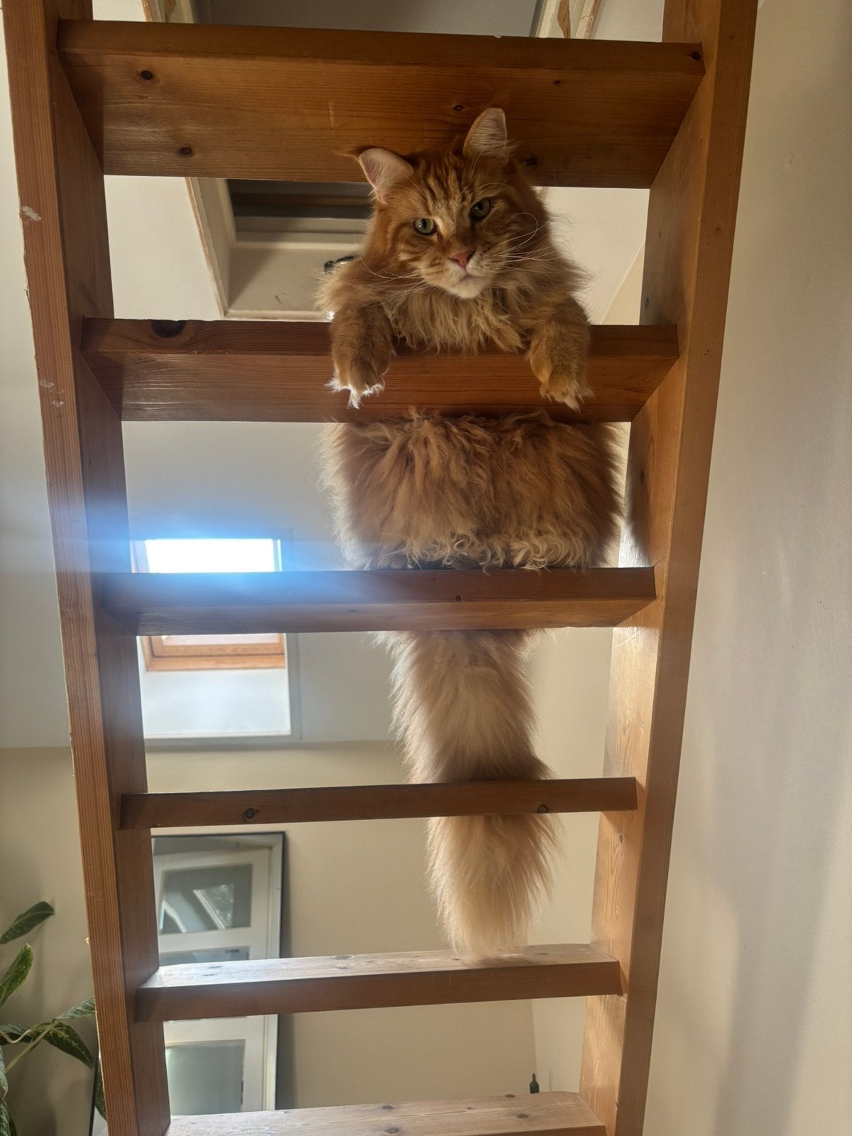 Kattenoppas, Ophalen of Verzenden