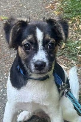 Puppy | kruising ️, Dieren en Toebehoren, Honden | Niet-rashonden, 15 weken tot 1 jaar, Reu, Eén hond, Klein