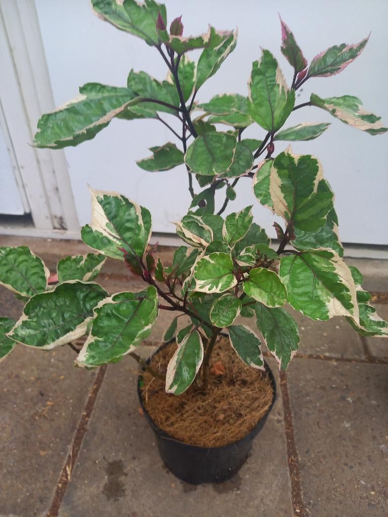 Pindakaasplant (Clerodendrum bungei), Ophalen, Overige soorten, Volle zon