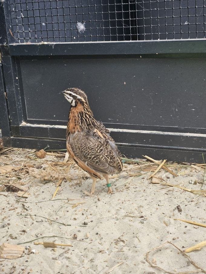 Boomklever zoekt een huisje!, Dieren en Toebehoren, Pluimvee, Mannelijk, Overige soorten