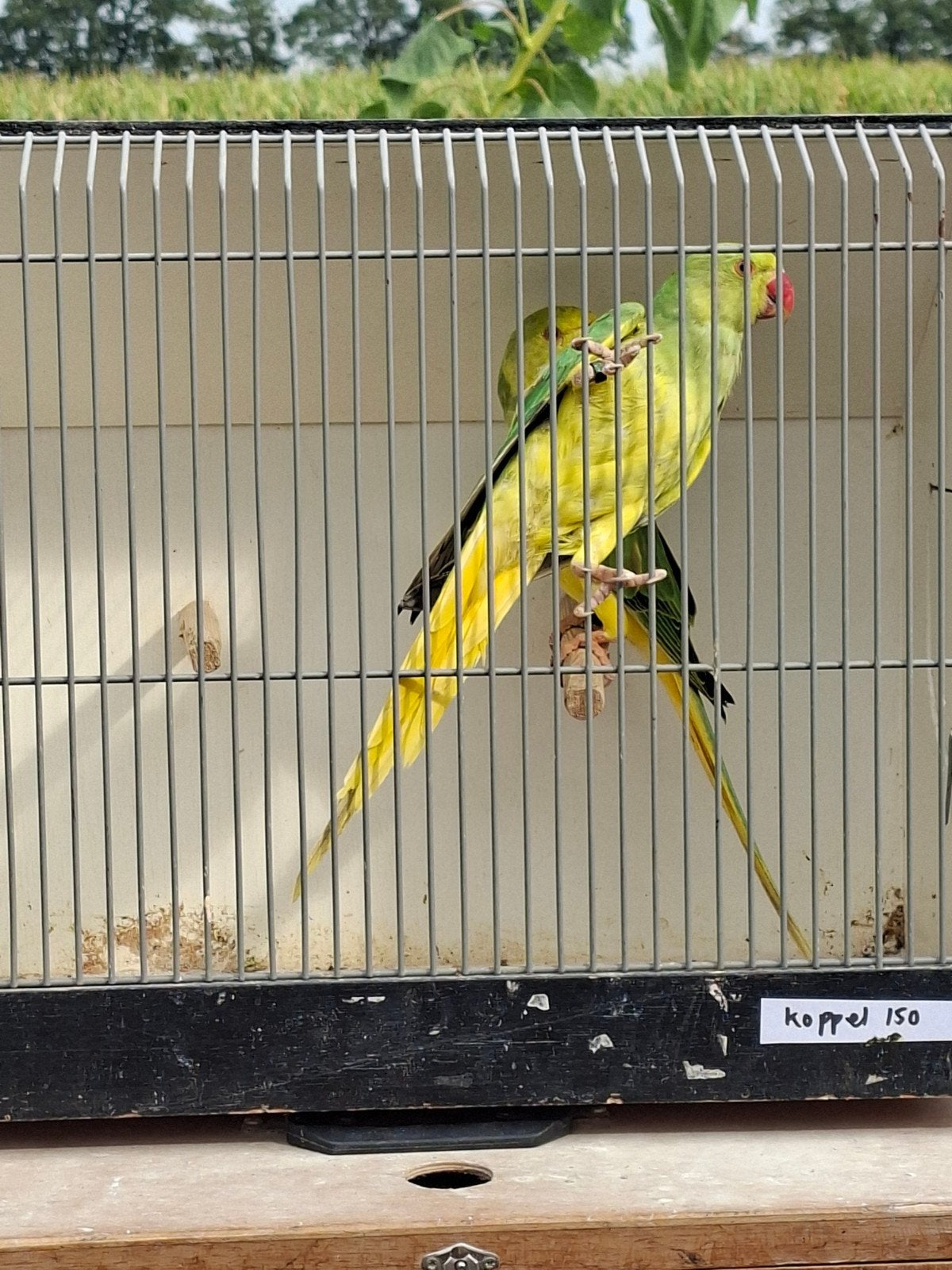 koppel geelkop geelstaart halsbanden, Dieren en Toebehoren