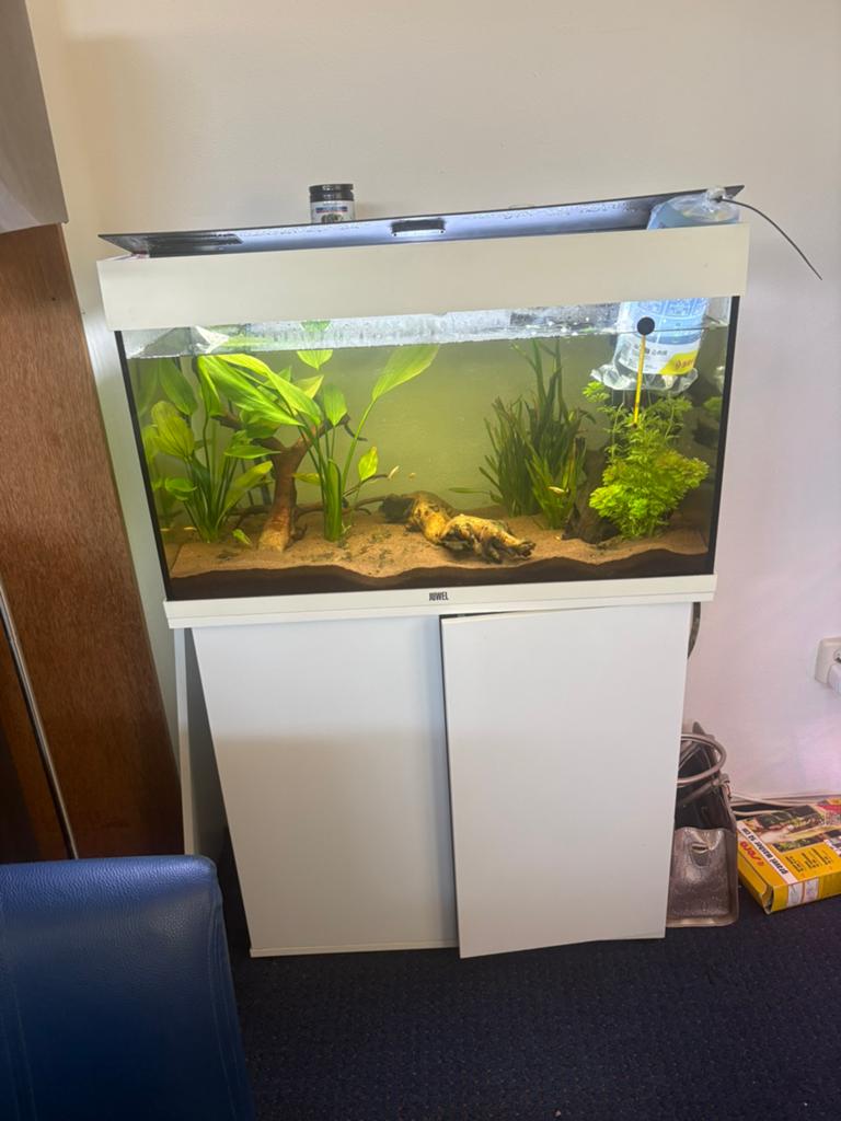 Juwel rio aquarium 125 L wilde betta smaragdina, Ophalen, Zo goed als nieuw, Leeg aquarium