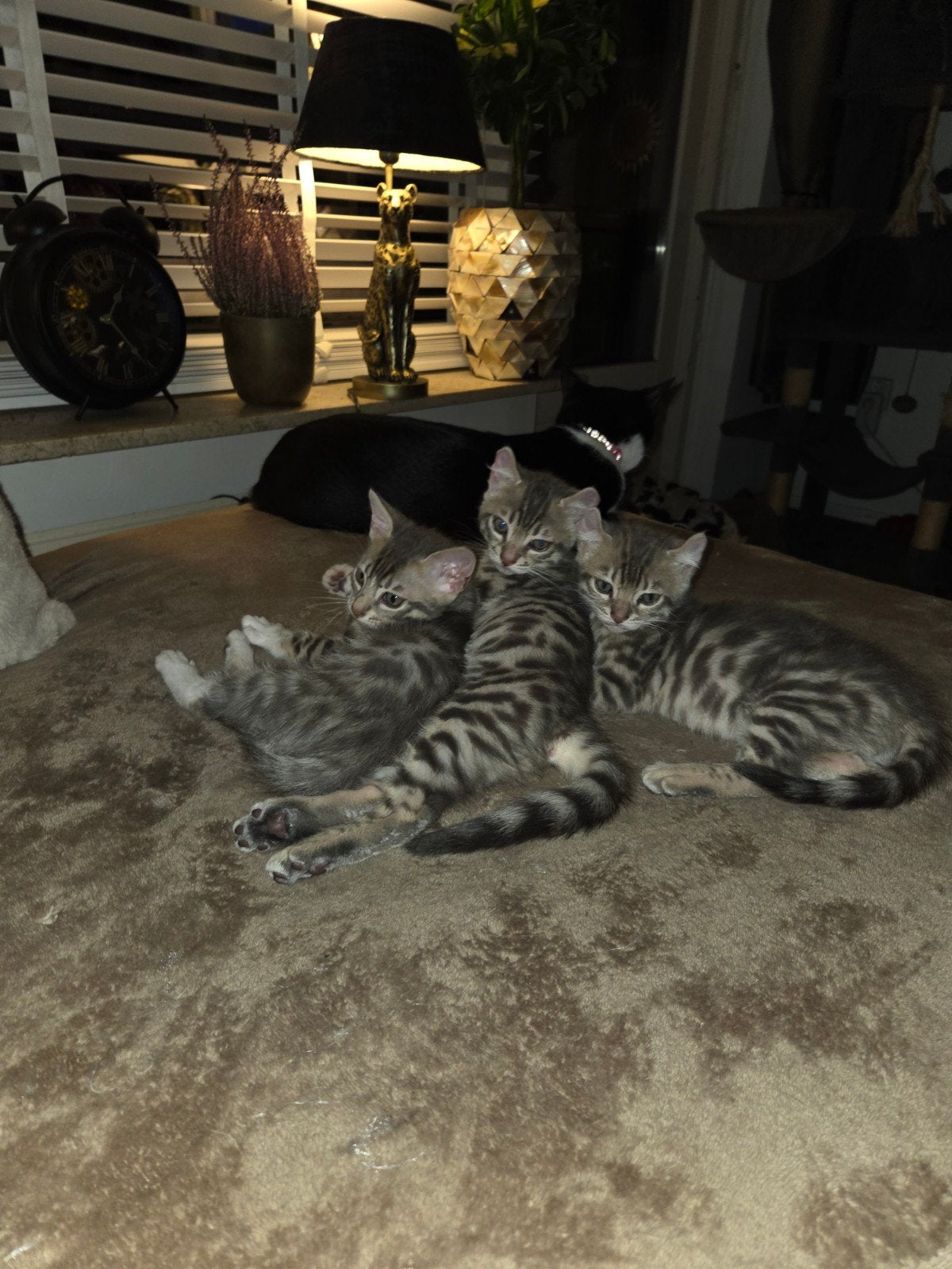 Bengaal kittens zoeken nieuw personeel, Dieren en Toebehoren, Meerdere dieren, Ontwormd