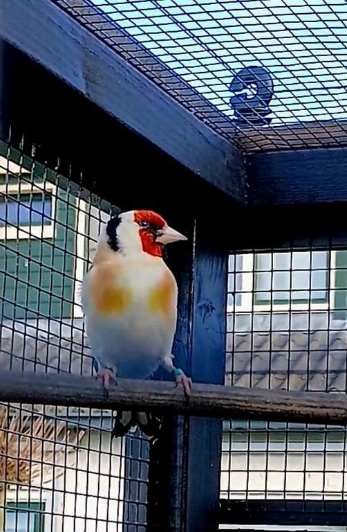 Zeer mooie Majoorputter man, Dieren en Toebehoren, Mannelijk, Wildzangvogel, Geringd