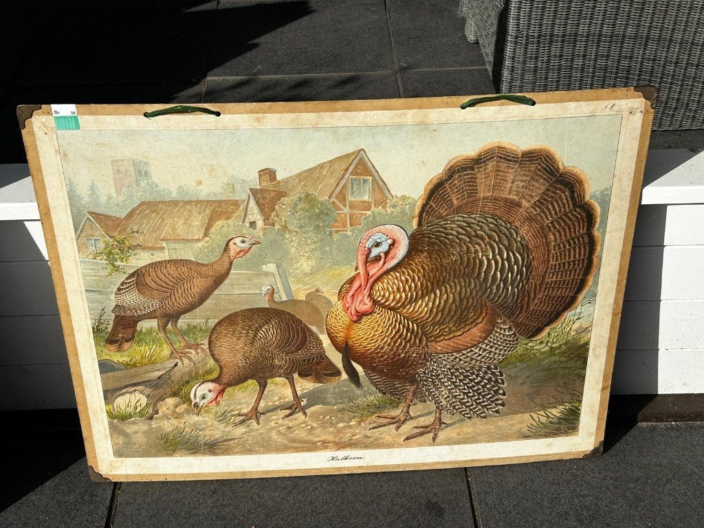 Kalkoen, Ophalen of Verzenden, Natuur en Biologie