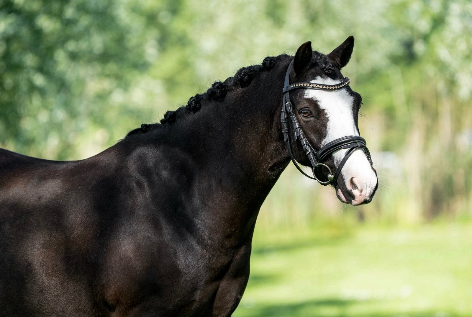 Allround sportpony, Dieren en Toebehoren, Paarden, Ruin, M, 7 tot 10 jaar, Met stamboom, Gechipt, Ontwormd, Ingeënt