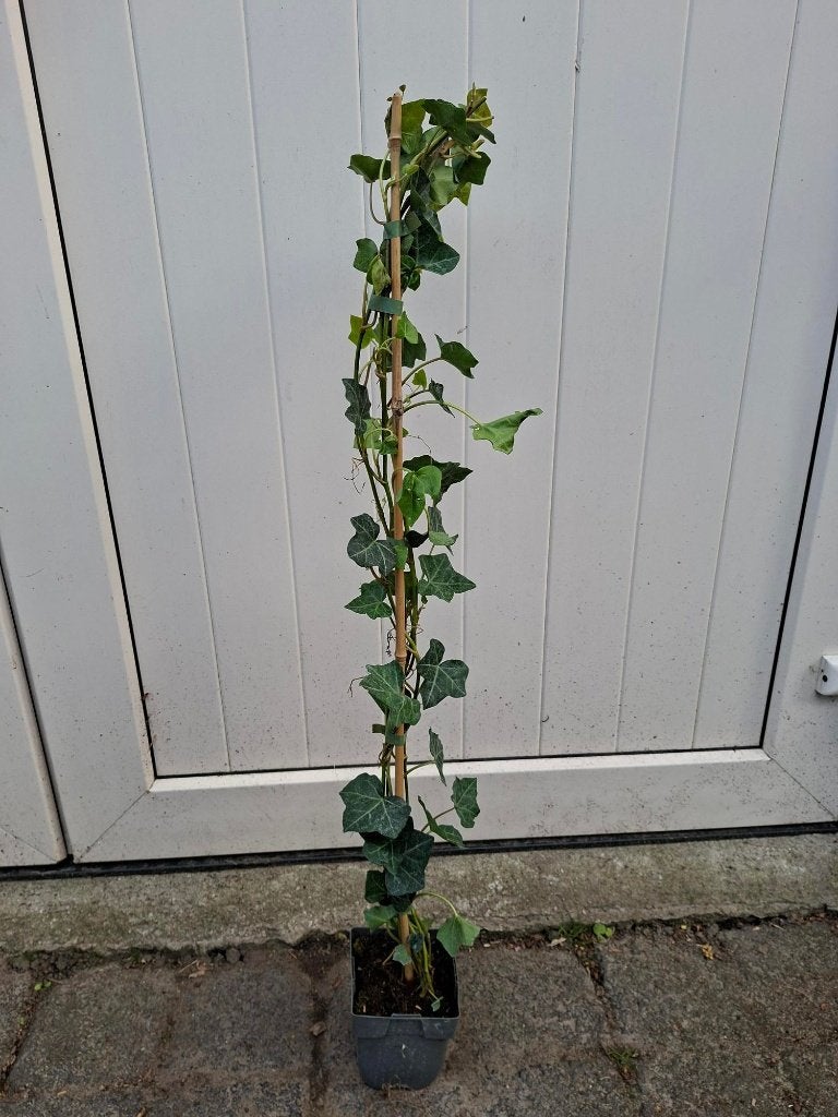 Mooie Hedera Hibernica (Klimop) in pot!, Ophalen, Overige soorten, 100 tot 250 cm