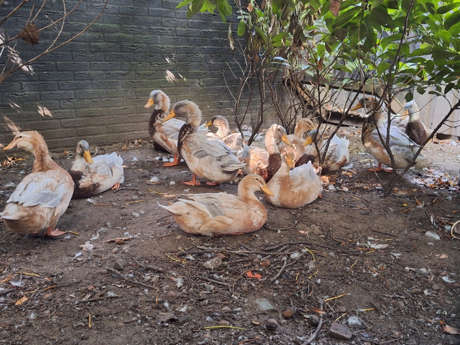 Jonge saksische eenden 3 maanden oud, Dieren en Toebehoren, Meerdere dieren, Eend