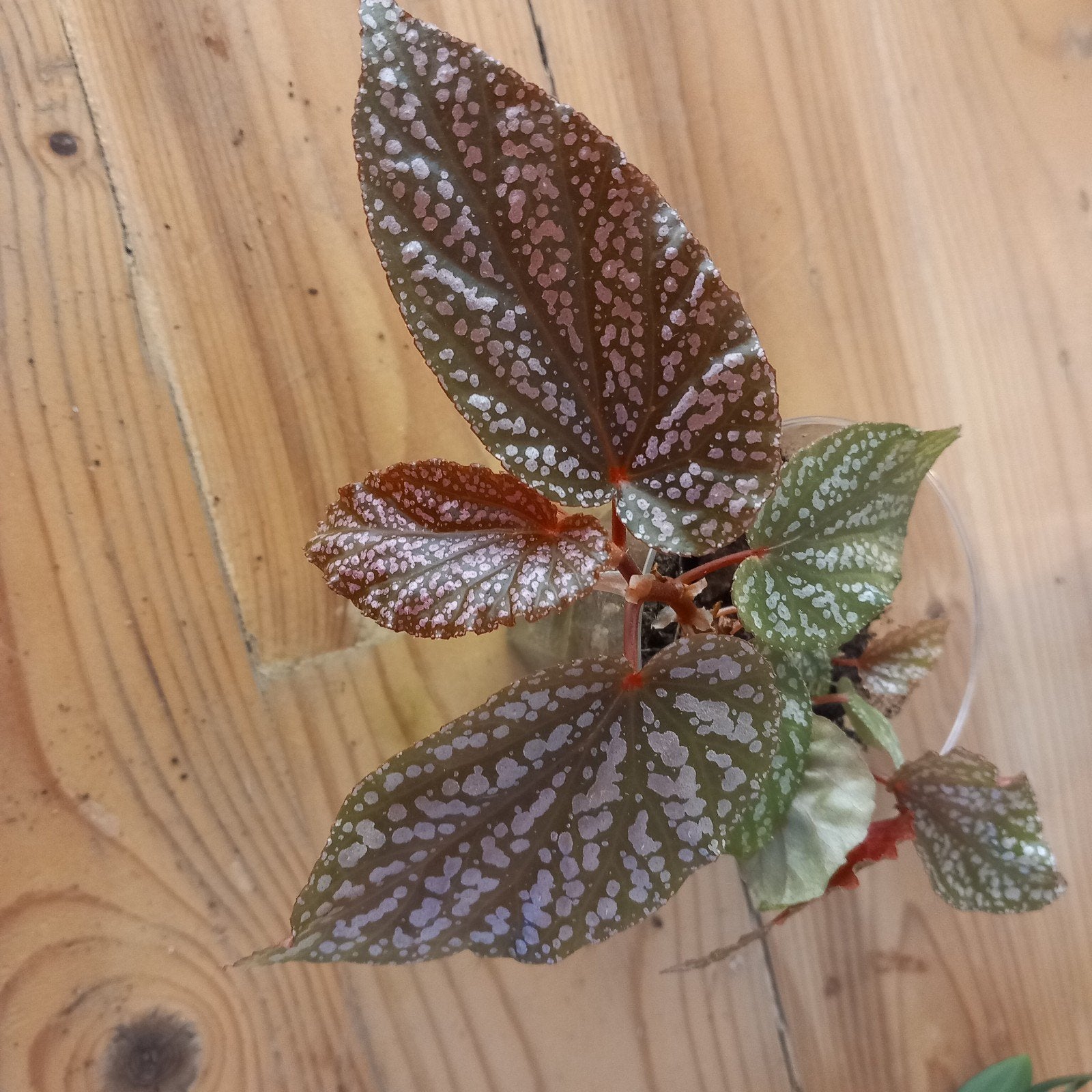 begonia benigo pink spot stek nr 9, Ophalen of Verzenden, Halfschaduw, Minder dan 100 cm