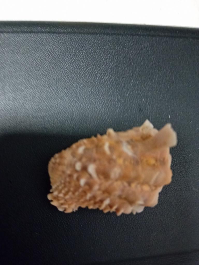 Schelp, Verzamelen, Mineralen en Fossielen, Ophalen of Verzenden, Schelp(en)