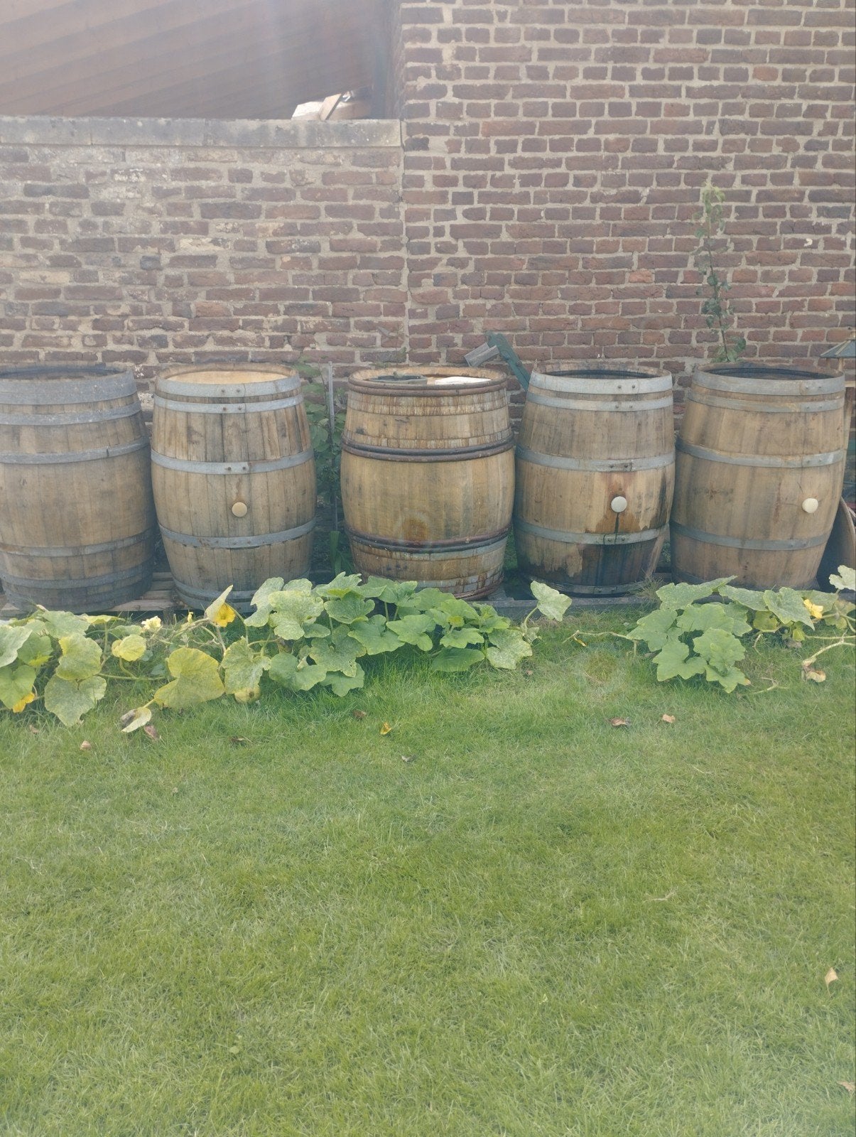 regentonnen, wijnvaten, 150 liter of meer, Ophalen, Gebruikt, Hout