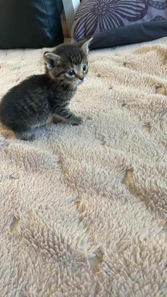 Mooie nestje cypers kittens te koop, Dieren en Toebehoren, Katten en Kittens | Raskatten | Korthaar, Meerdere dieren, Ontwormd