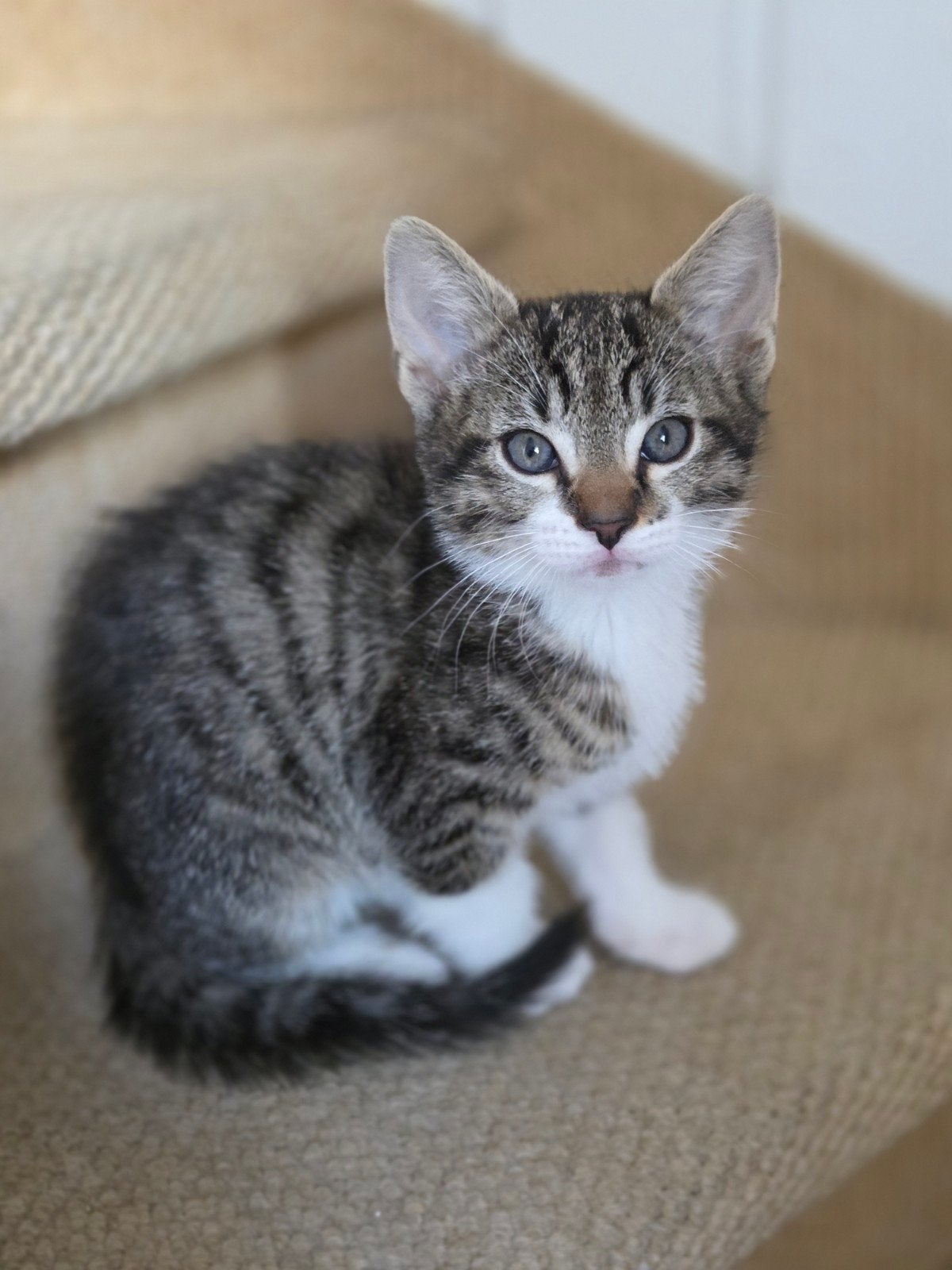 Kittens, Kater