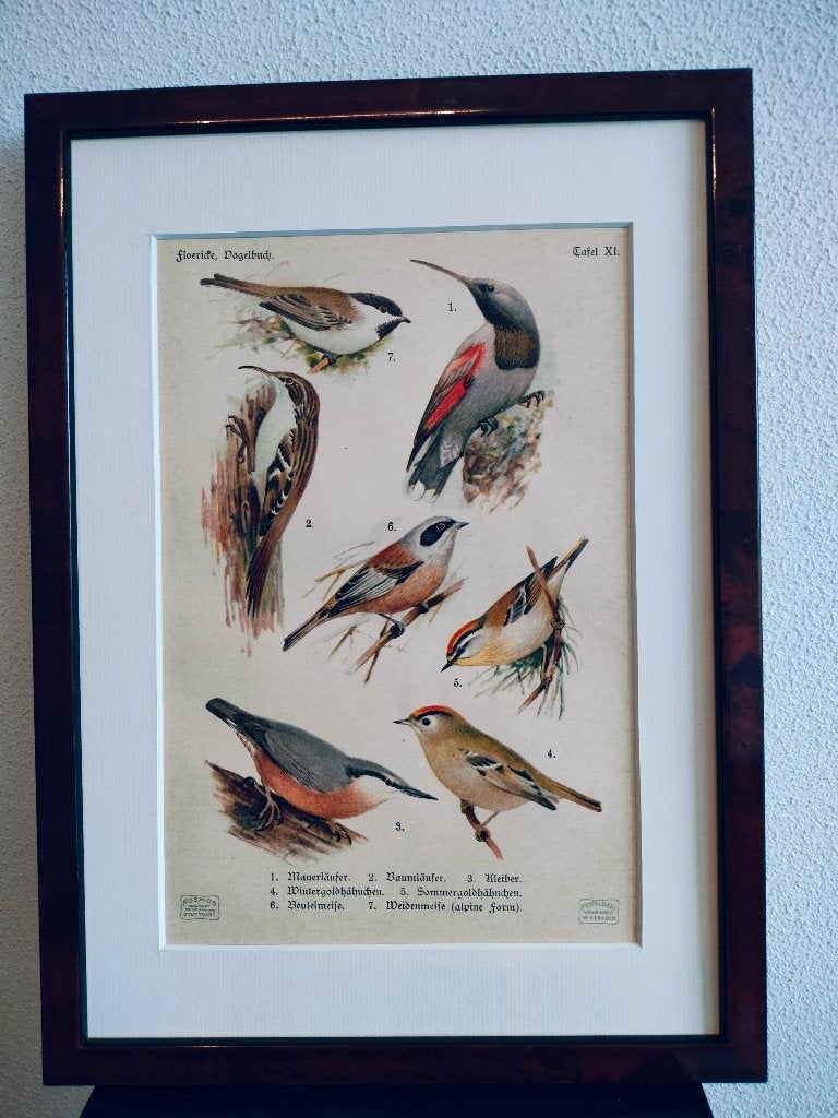 Litho Floericke Boomklever Mees Matkop Goudhaantje, Ophalen of Verzenden