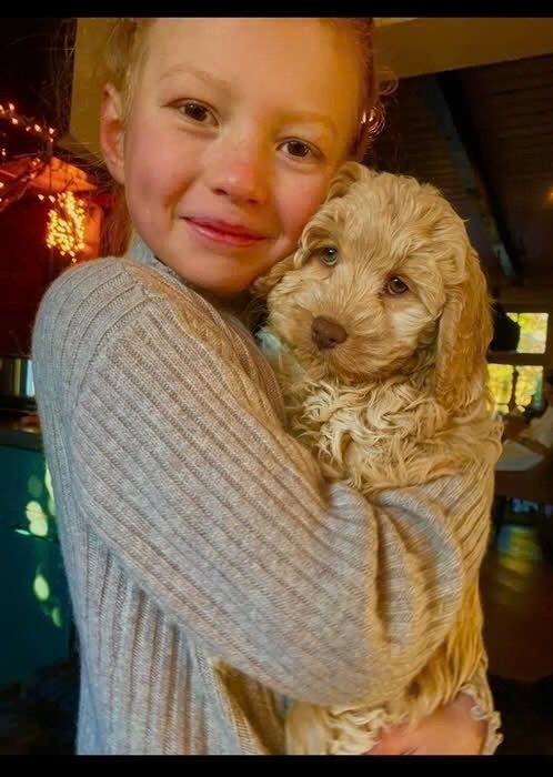 🥰nu ook hele bijzondere kleurtjes echte mini Labradoodle 🥰, Parvo, Overige rassen, 1 tot 2 jaar, Meerdere
