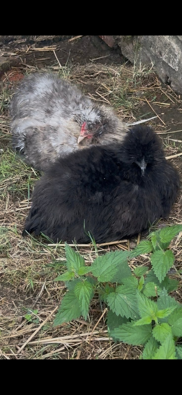 Zijdehoen koppel, Dieren en Toebehoren, Pluimvee, Meerdere dieren, Kip