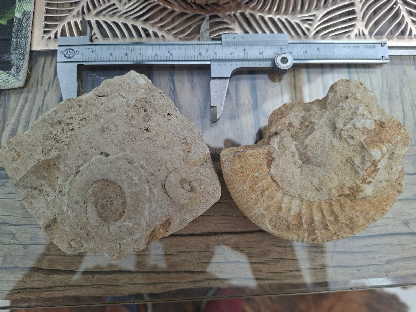 2 stukken  fossiel, Ophalen, Fossiel