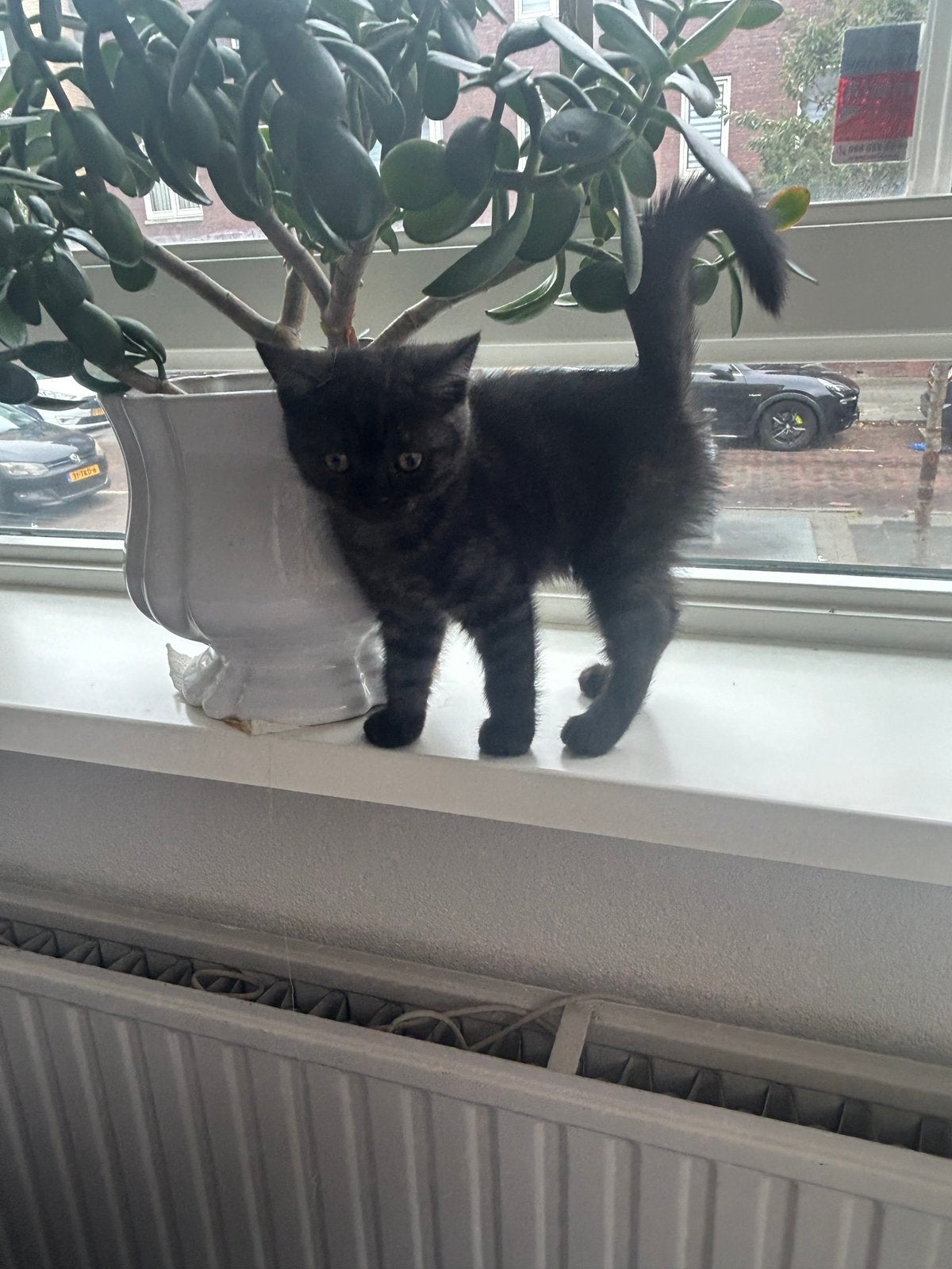 Britse kittens( black tabby britse korthaar), Meerdere dieren, Ontwormd
