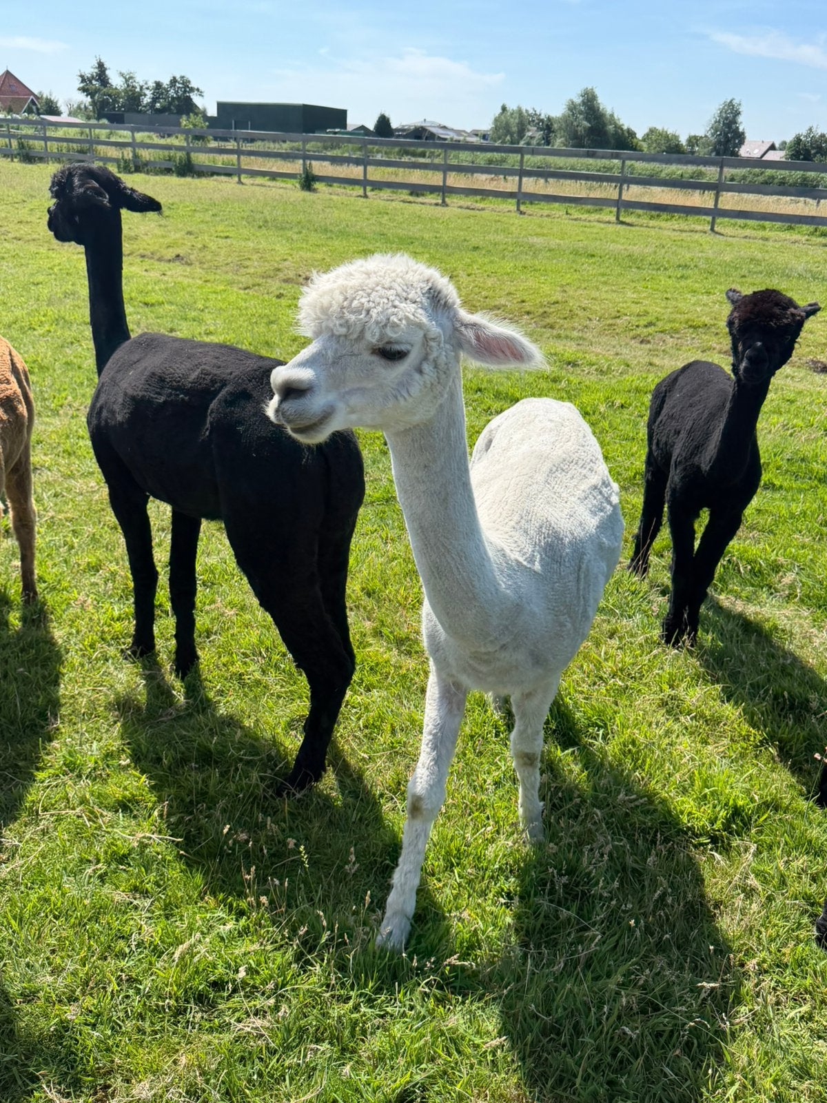 Alpaca te koop, Dieren en Toebehoren, Overige Dieren, Januari, Vrouwelijk