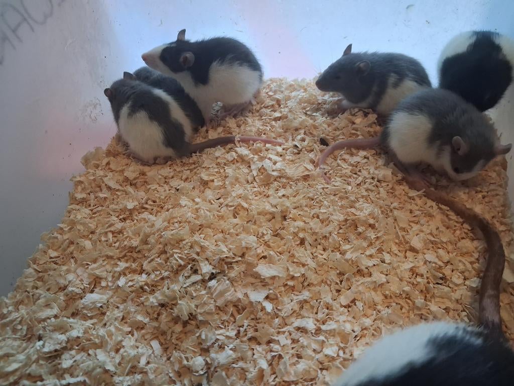 Tamme ratjes, Dieren en Toebehoren, Knaagdieren, Maart, Meerdere dieren, Rat