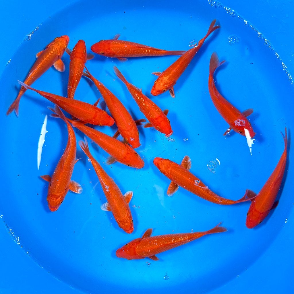Yagenji Benigoi Mix | Tosai 12–15 cm, Karper of Koi