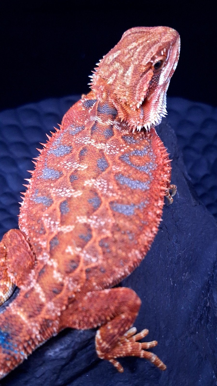 50% Red Monster Extreme Blue Tiger Baardagaam Man B, Hagedis, 0 tot 2 jaar