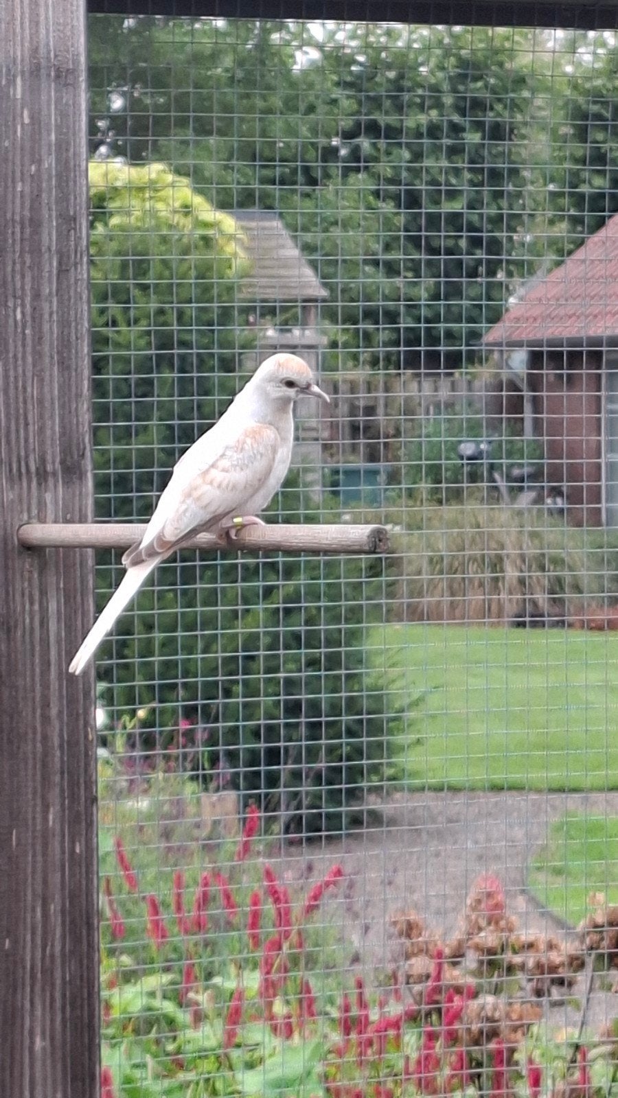 Diamantduif, jong, Dieren en Toebehoren, Geslacht onbekend, Parkiet